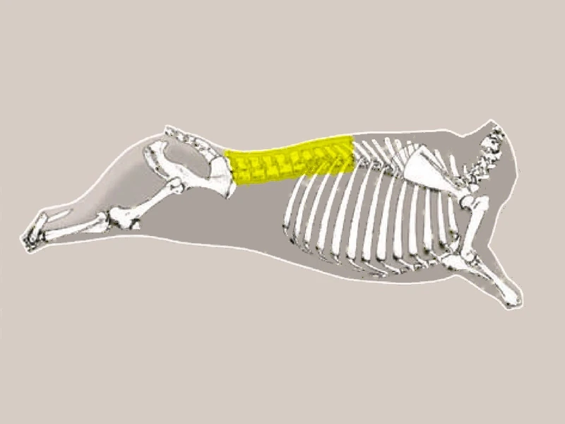 Diagrama BIFE ANGOSTO