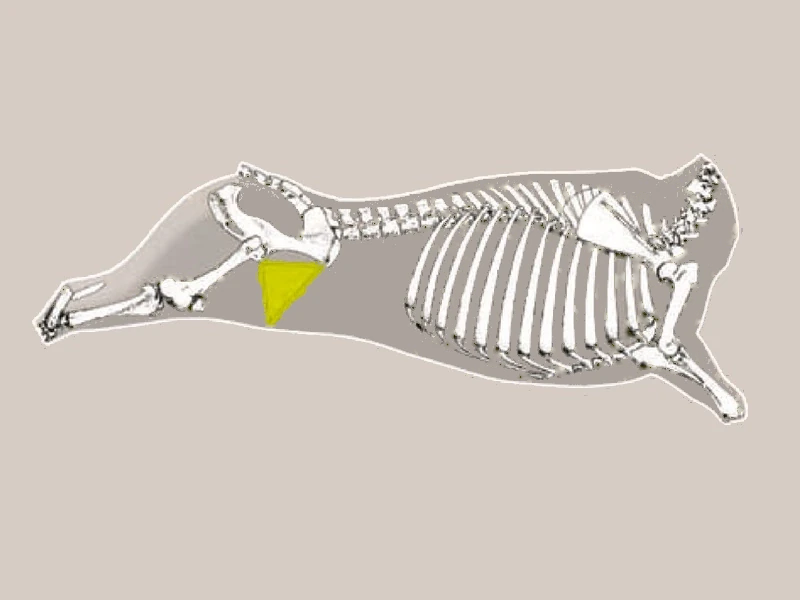 Diagrama COLITA DE CUADRIL