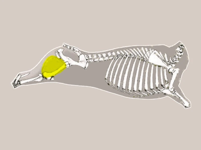 Diagrama NALGA DE ADENTRO