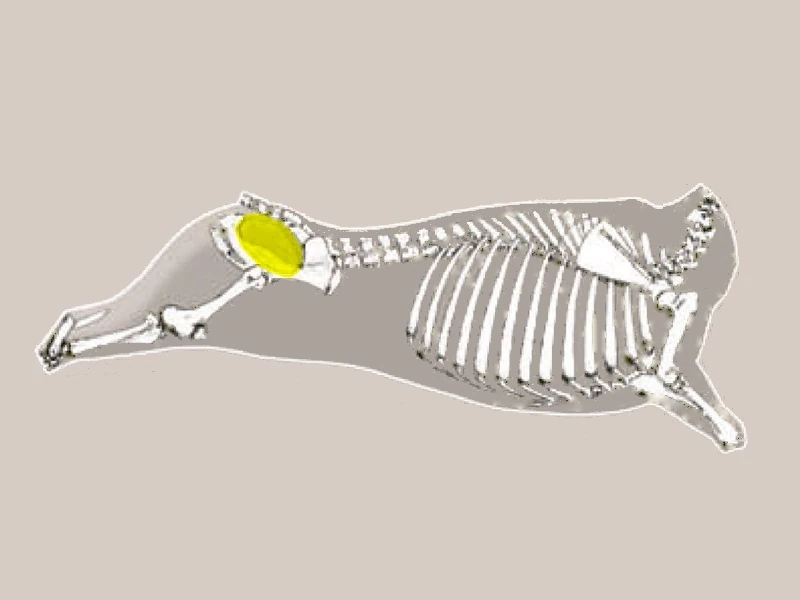 Diagrama CORAZON DE CUADRIL