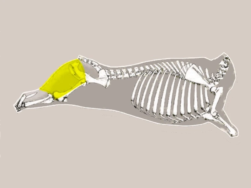 Diagrama NALGA DE AFUERA